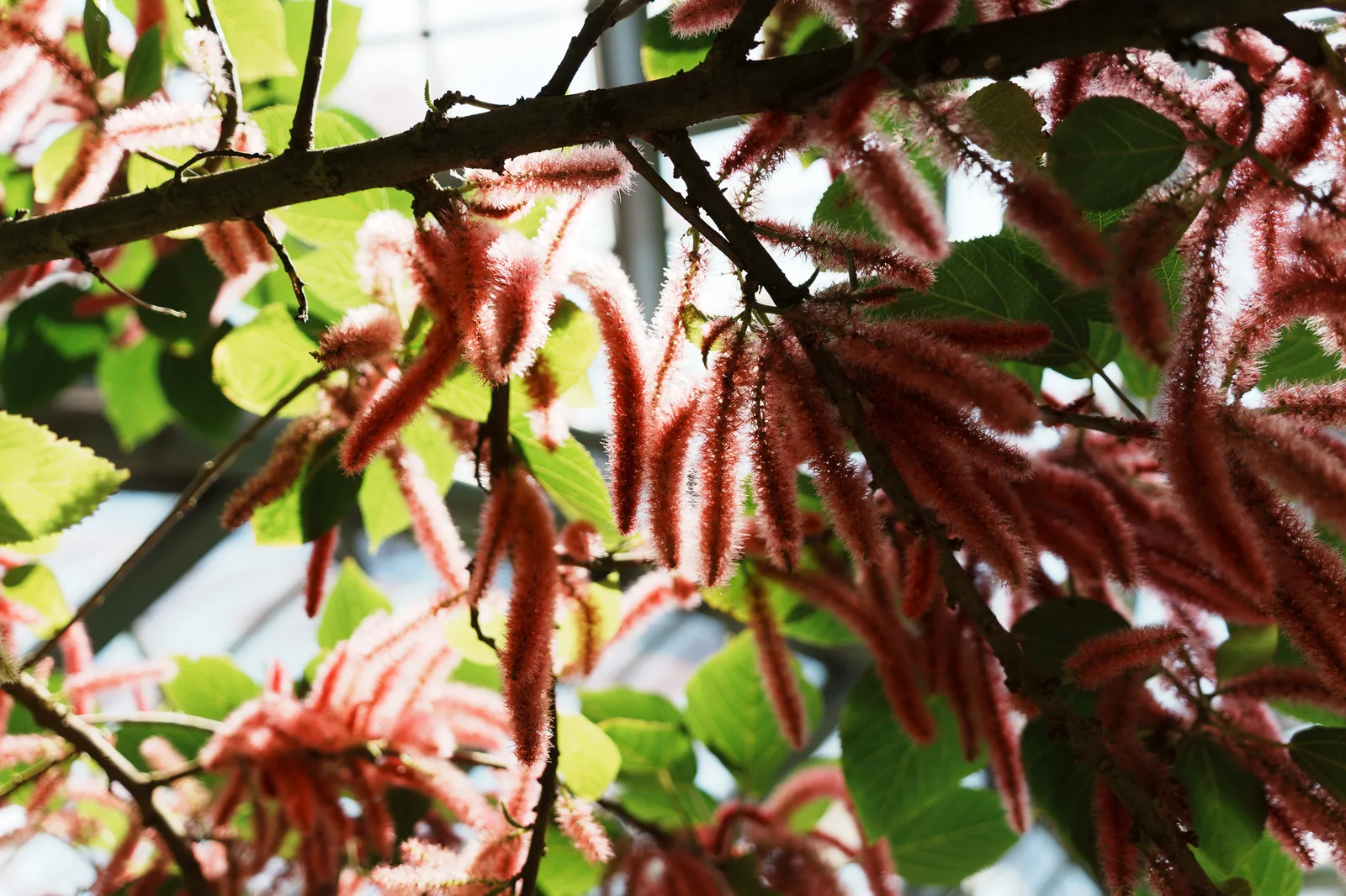 京都府立植物園-09.jpg