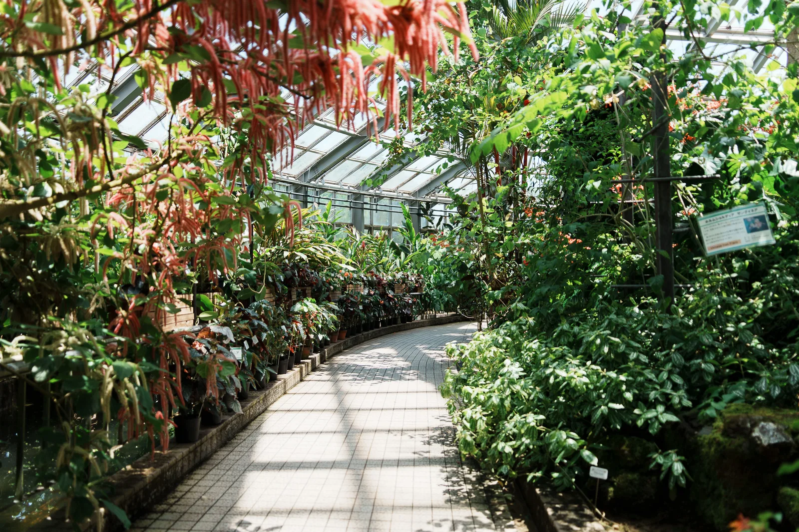 京都府立植物園-10.jpg