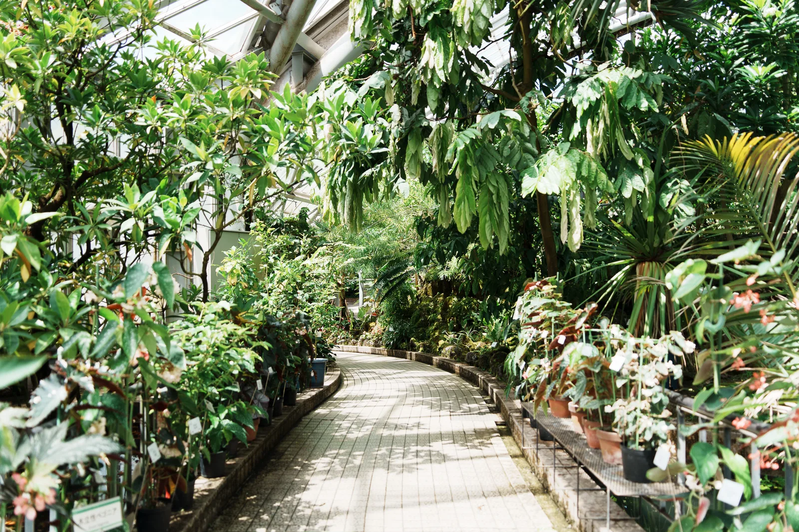 京都府立植物園-15.jpg