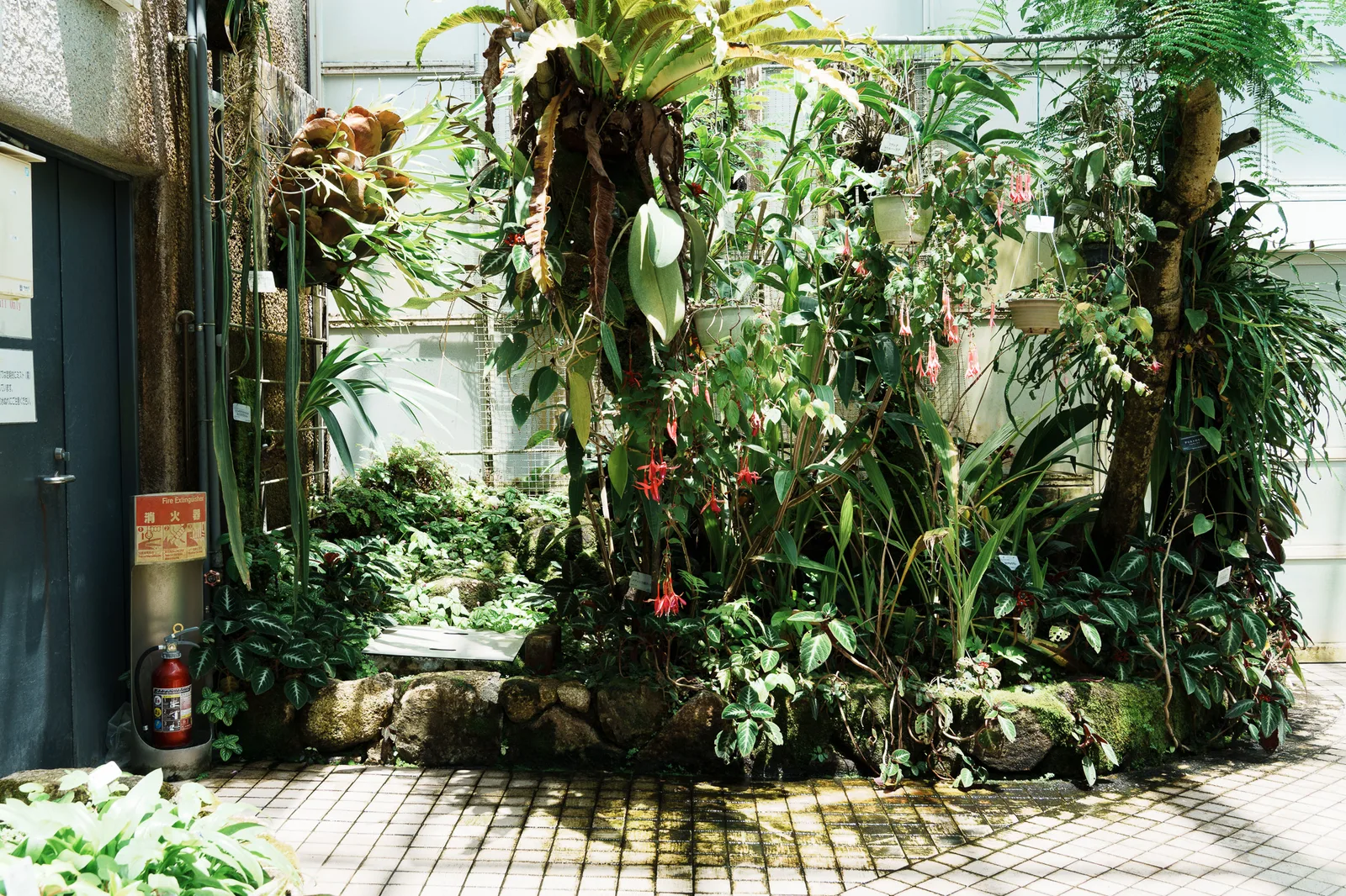 京都府立植物園-38.jpg