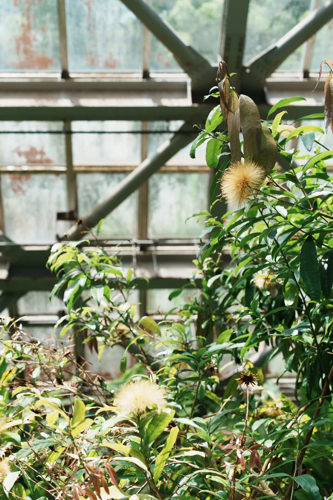 京都府立植物園-21.jpg