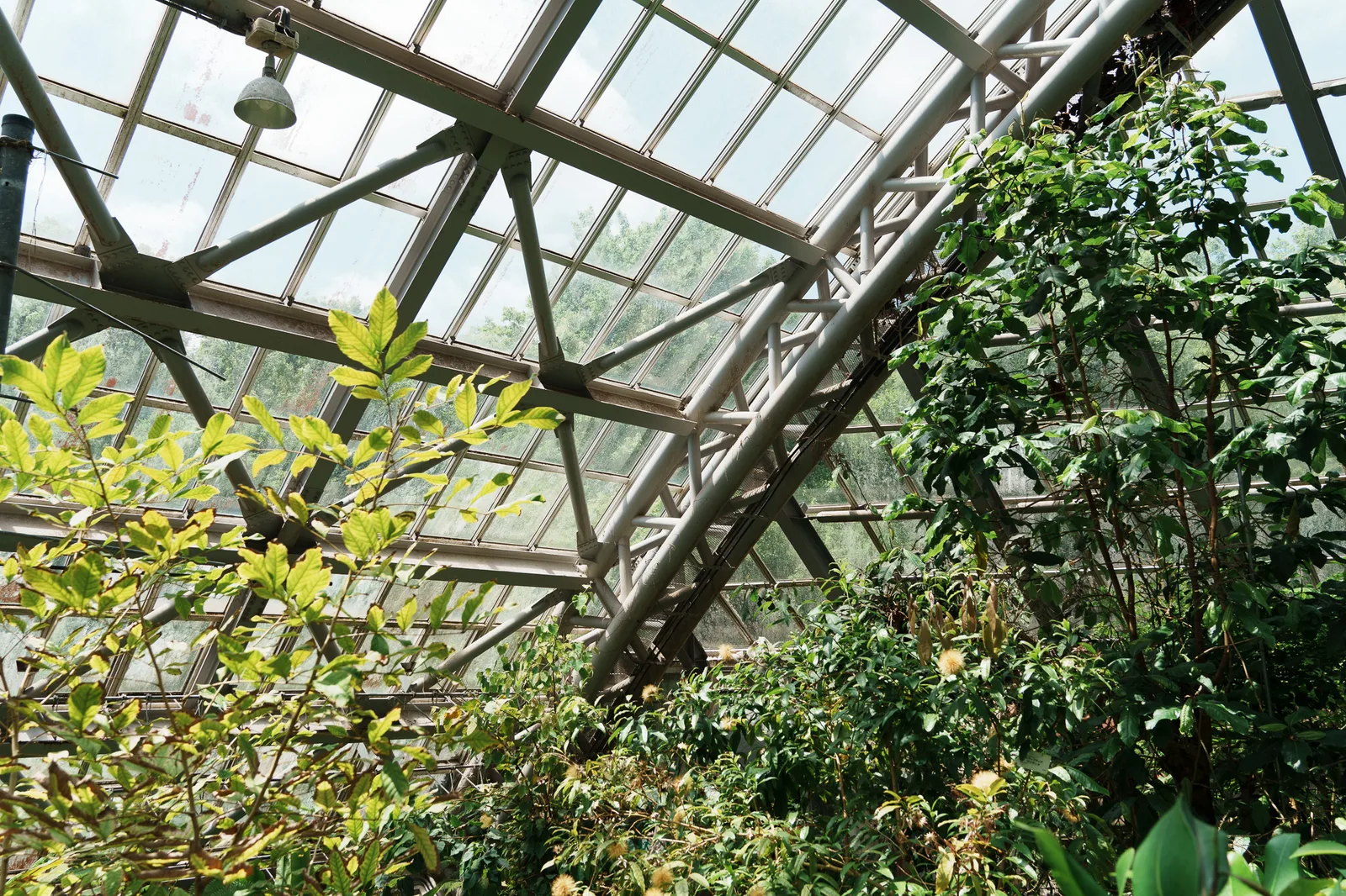 京都府立植物園-22.jpg
