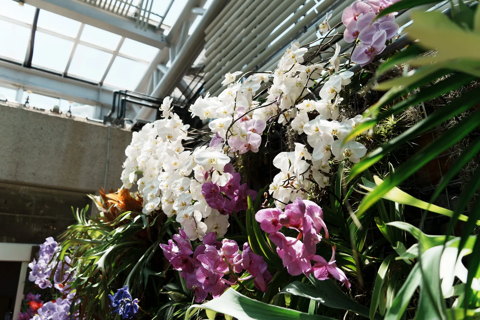 京都府立植物園-56.jpg