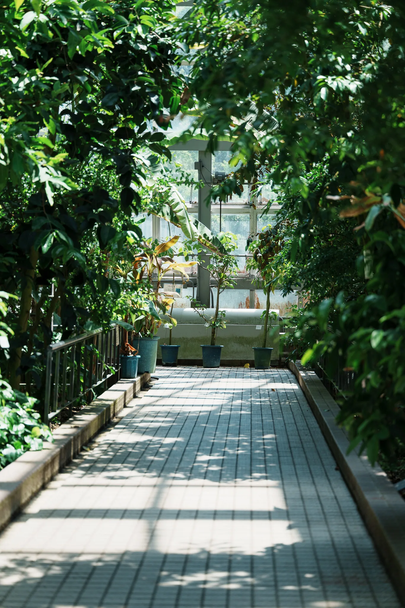 京都府立植物園-32.jpg