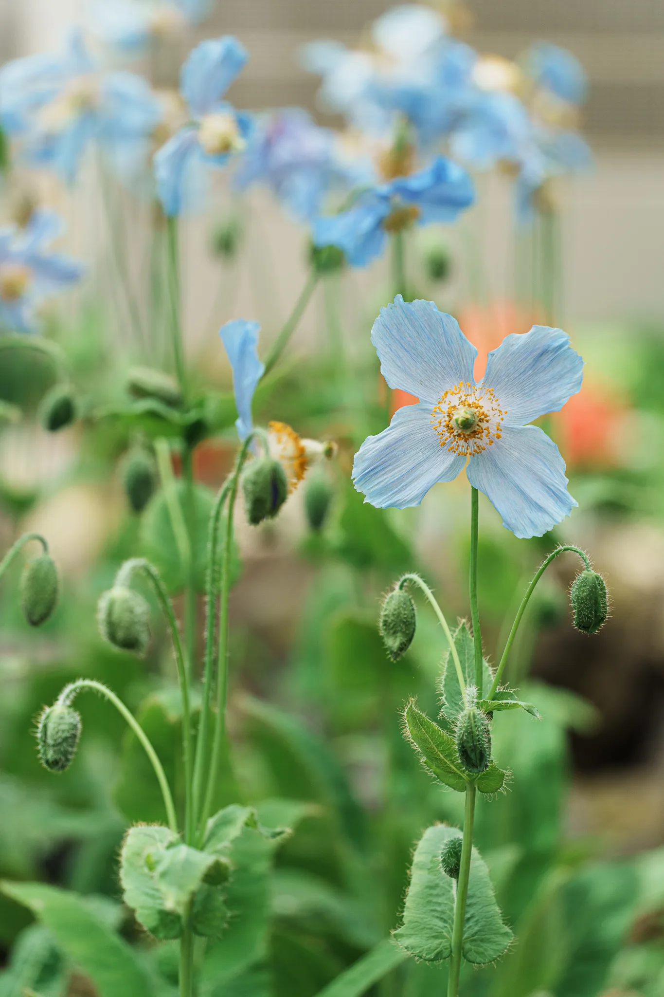 京都府立植物園-47.jpg
