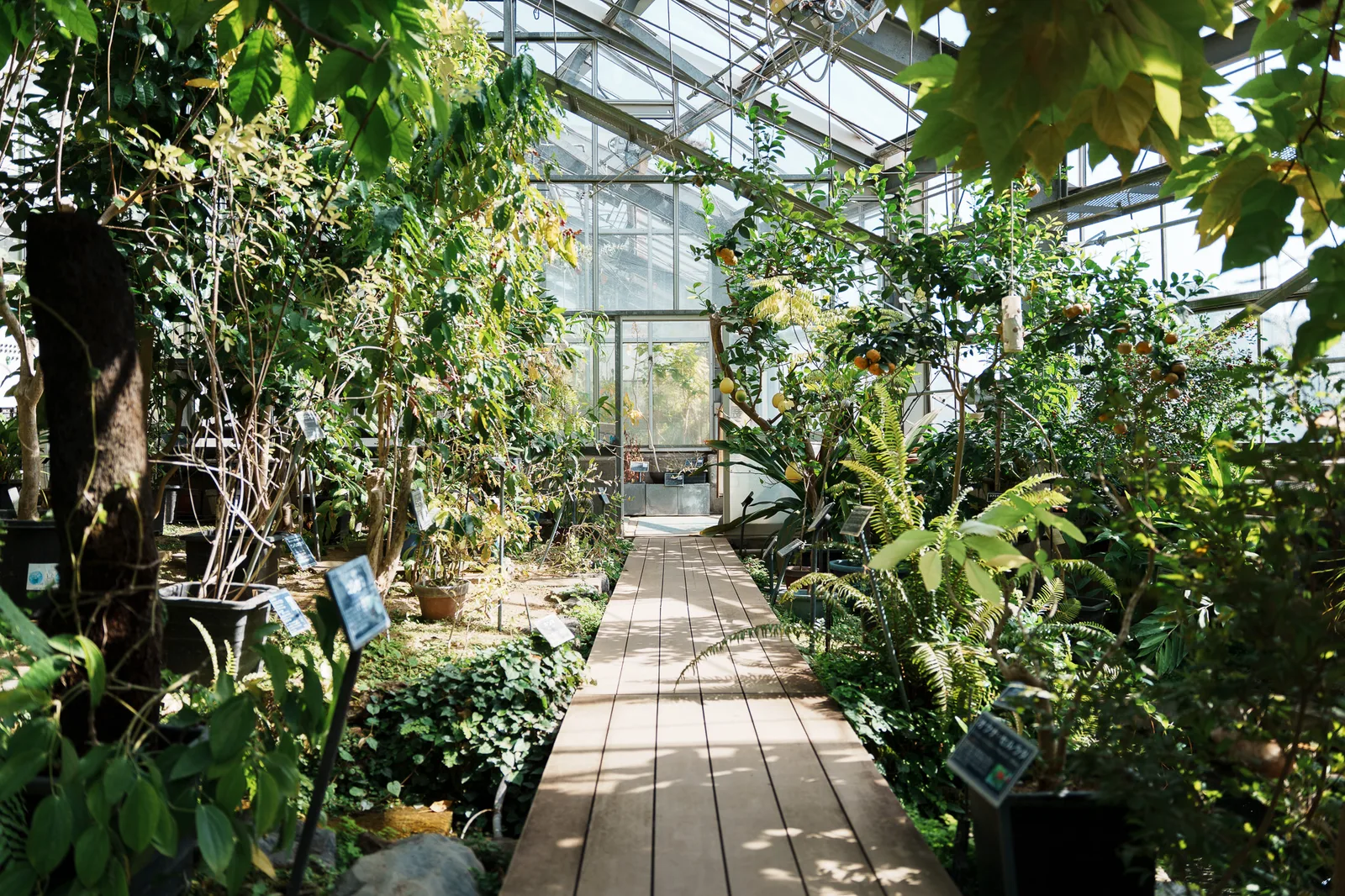 東京薬科大学薬用植物園-03.jpg