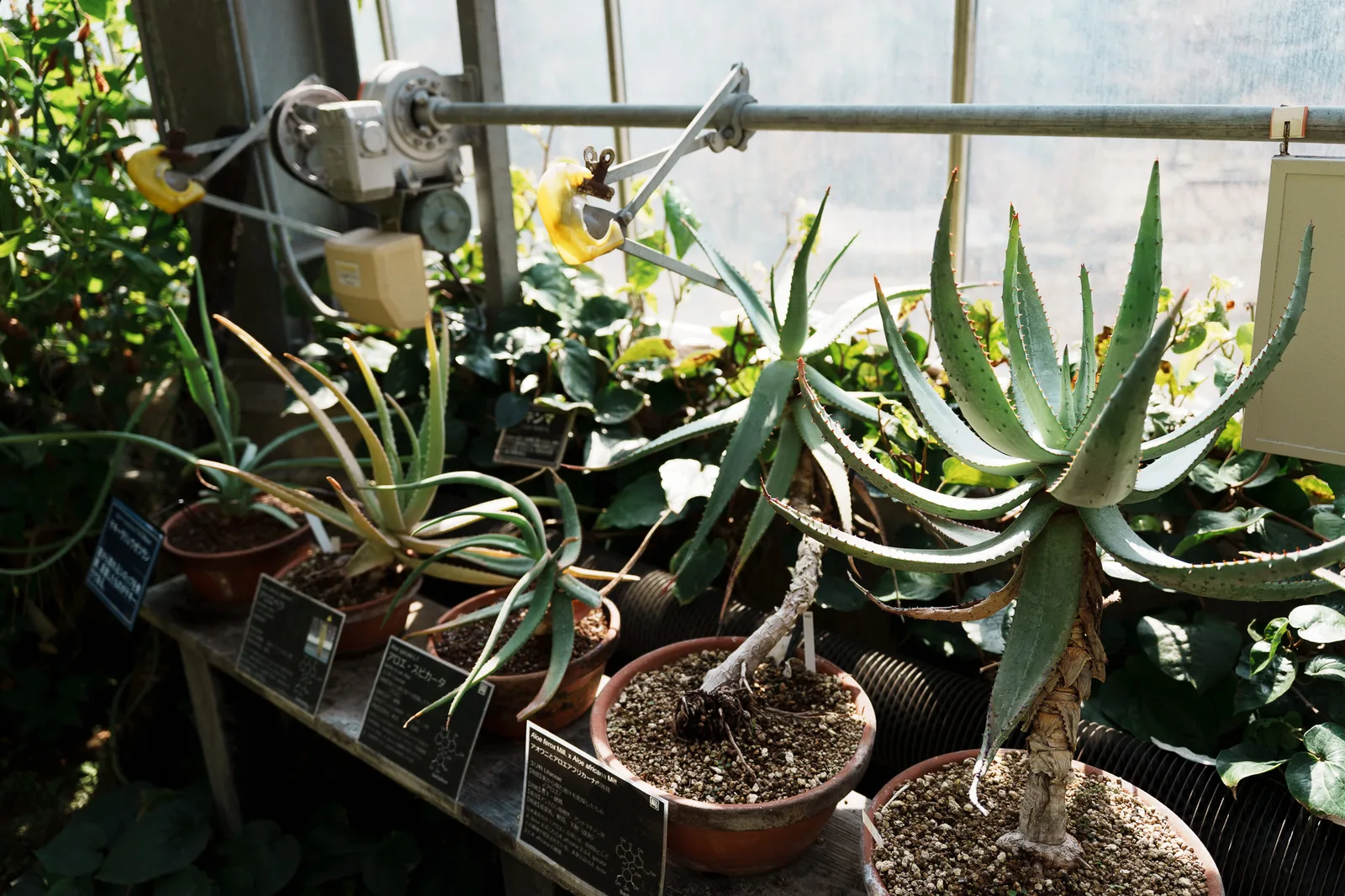 東京薬科大学薬用植物園-07.jpg
