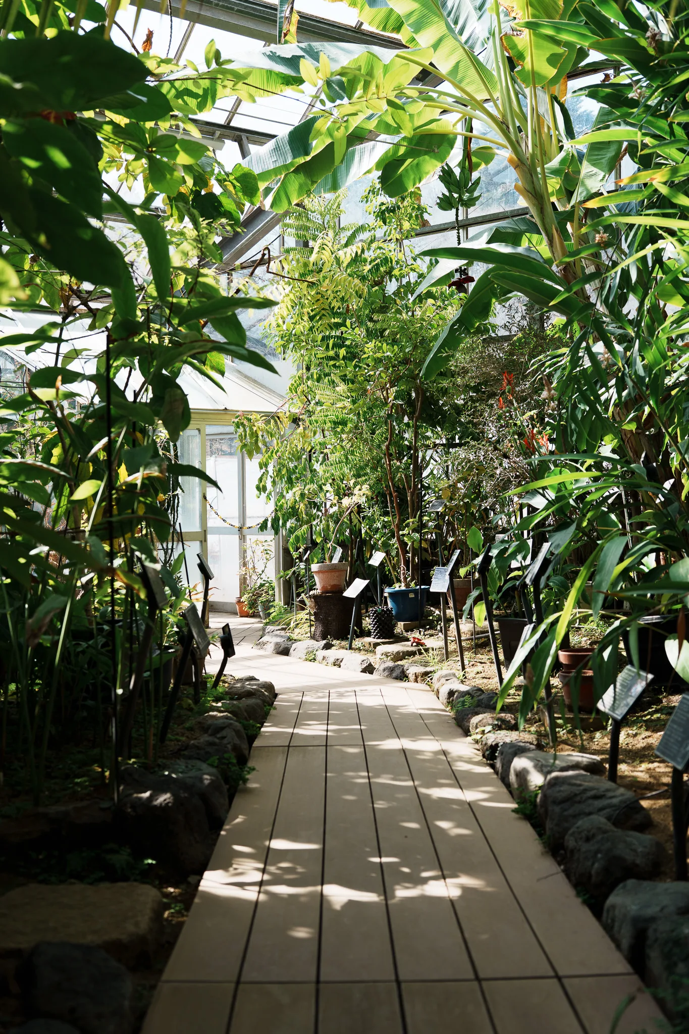 東京薬科大学薬用植物園-09.jpg