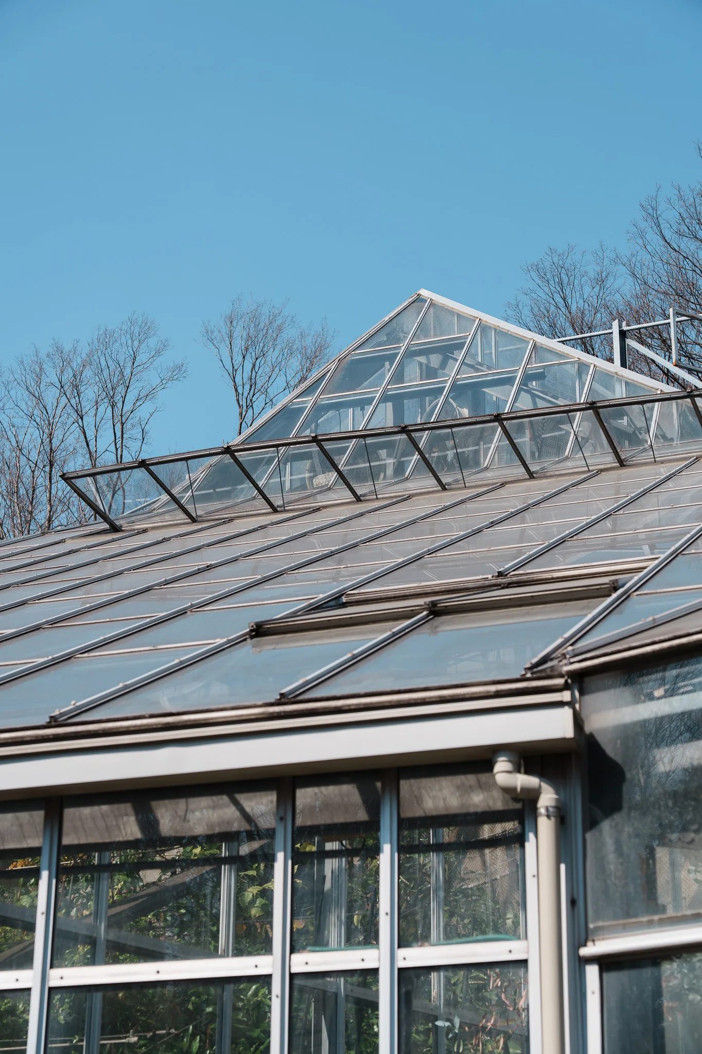 東京薬科大学薬用植物園-16.jpg