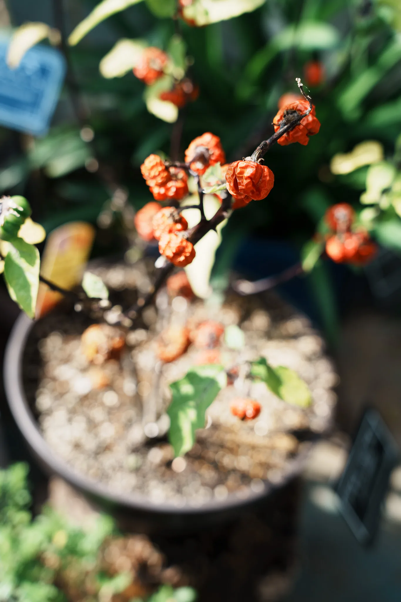 東京薬科大学薬用植物園-05.jpg