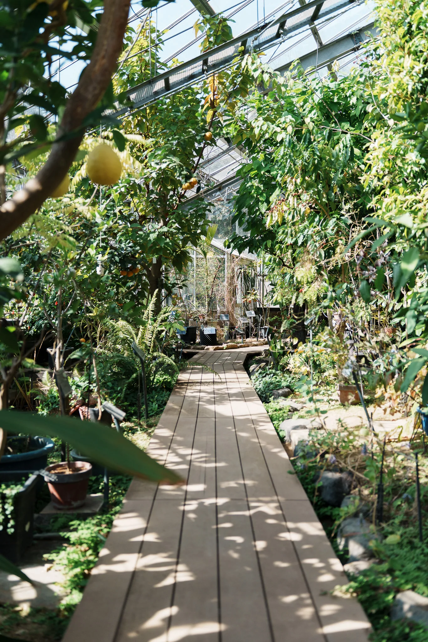 東京薬科大学薬用植物園-02.jpg