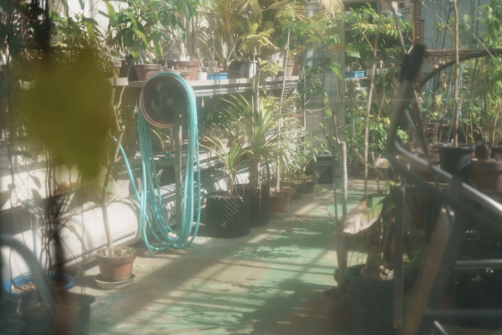 東京薬科大学薬用植物園-14.jpg