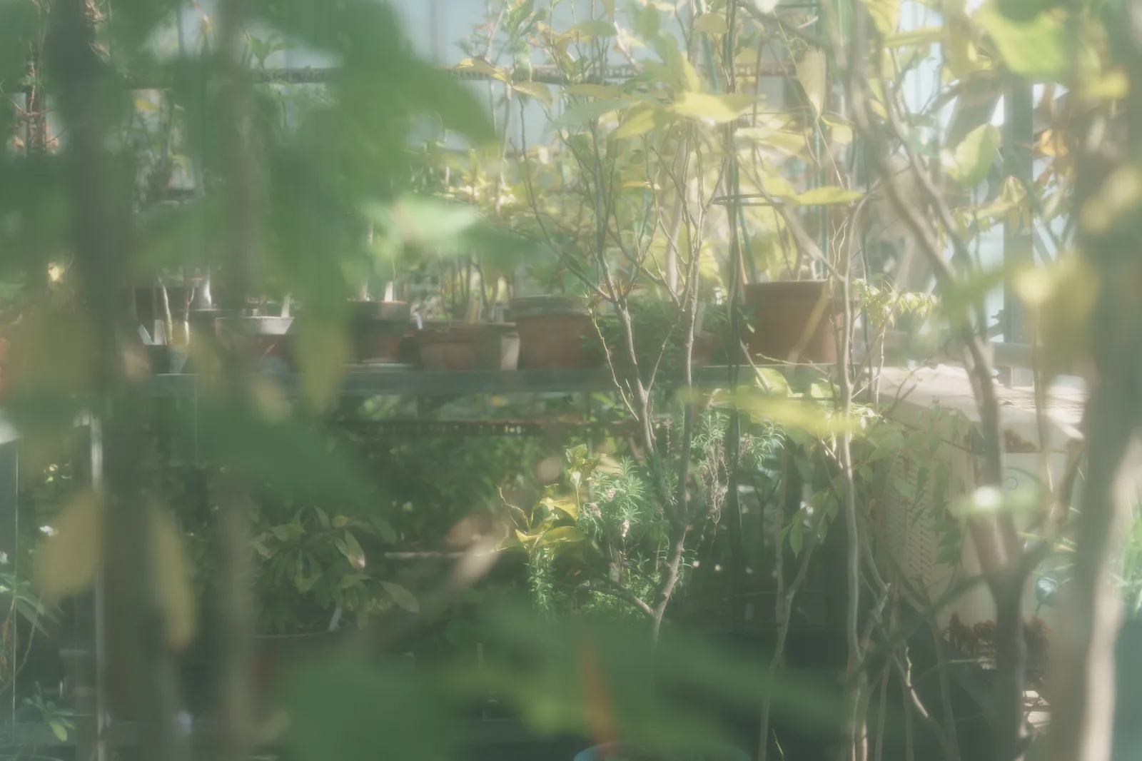 東京薬科大学薬用植物園-13.jpg