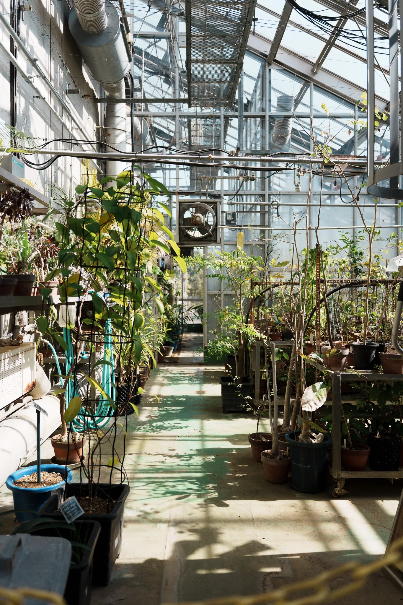 東京薬科大学薬用植物園-12.jpg