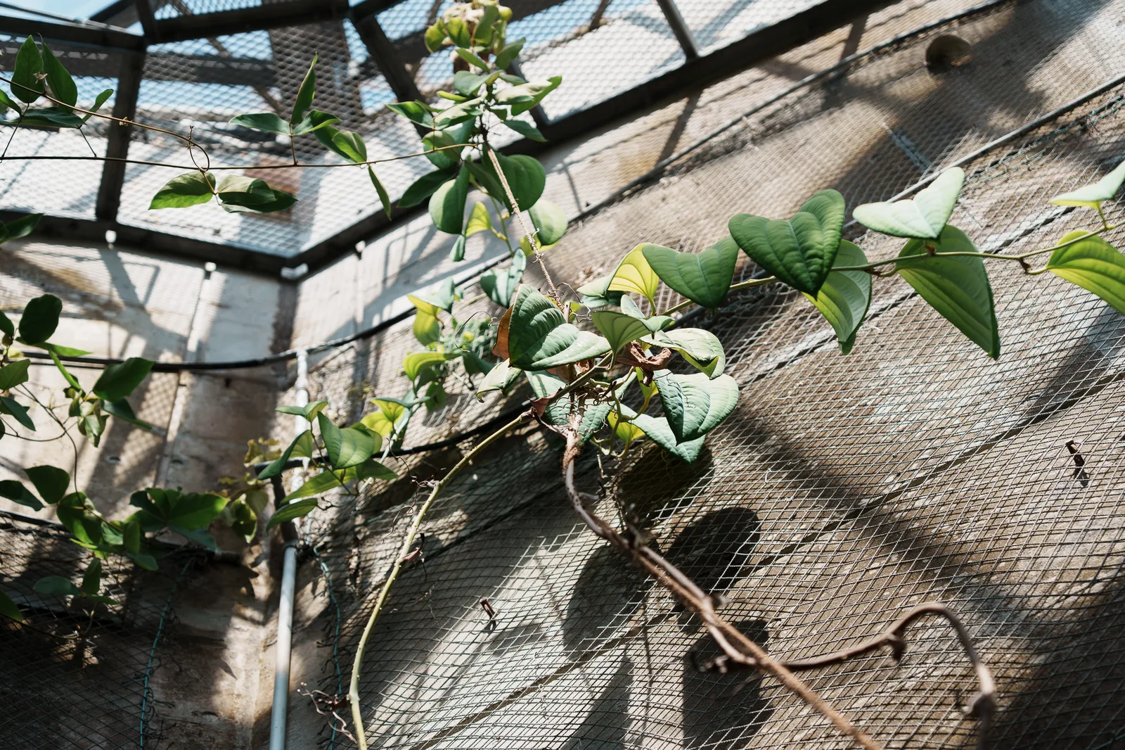 東京薬科大学薬用植物園-10.jpg