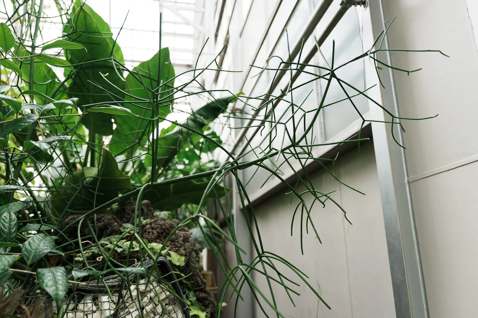 さいたま市園芸植物園-13.jpg