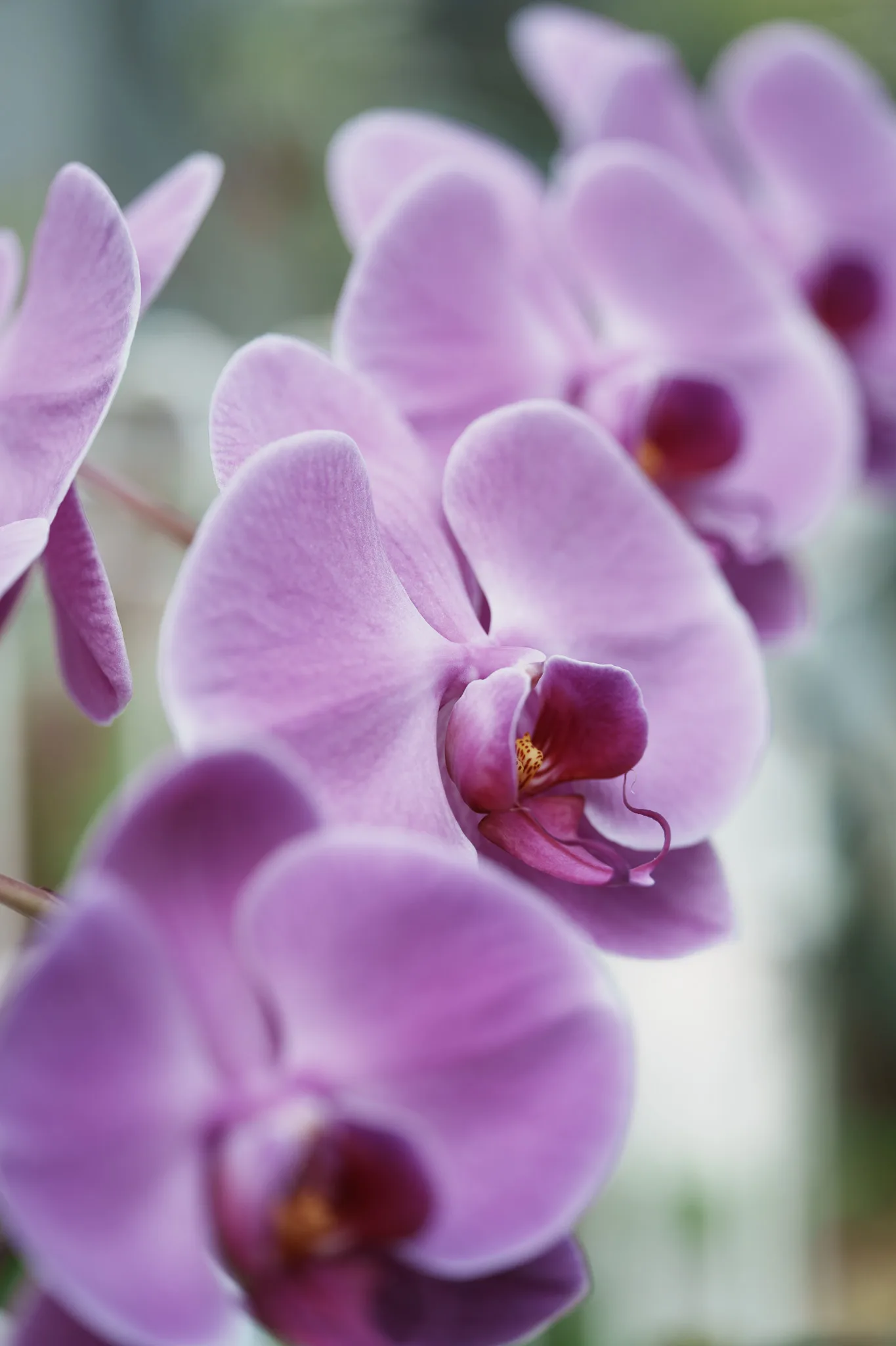 東京都薬用植物園-06.jpg