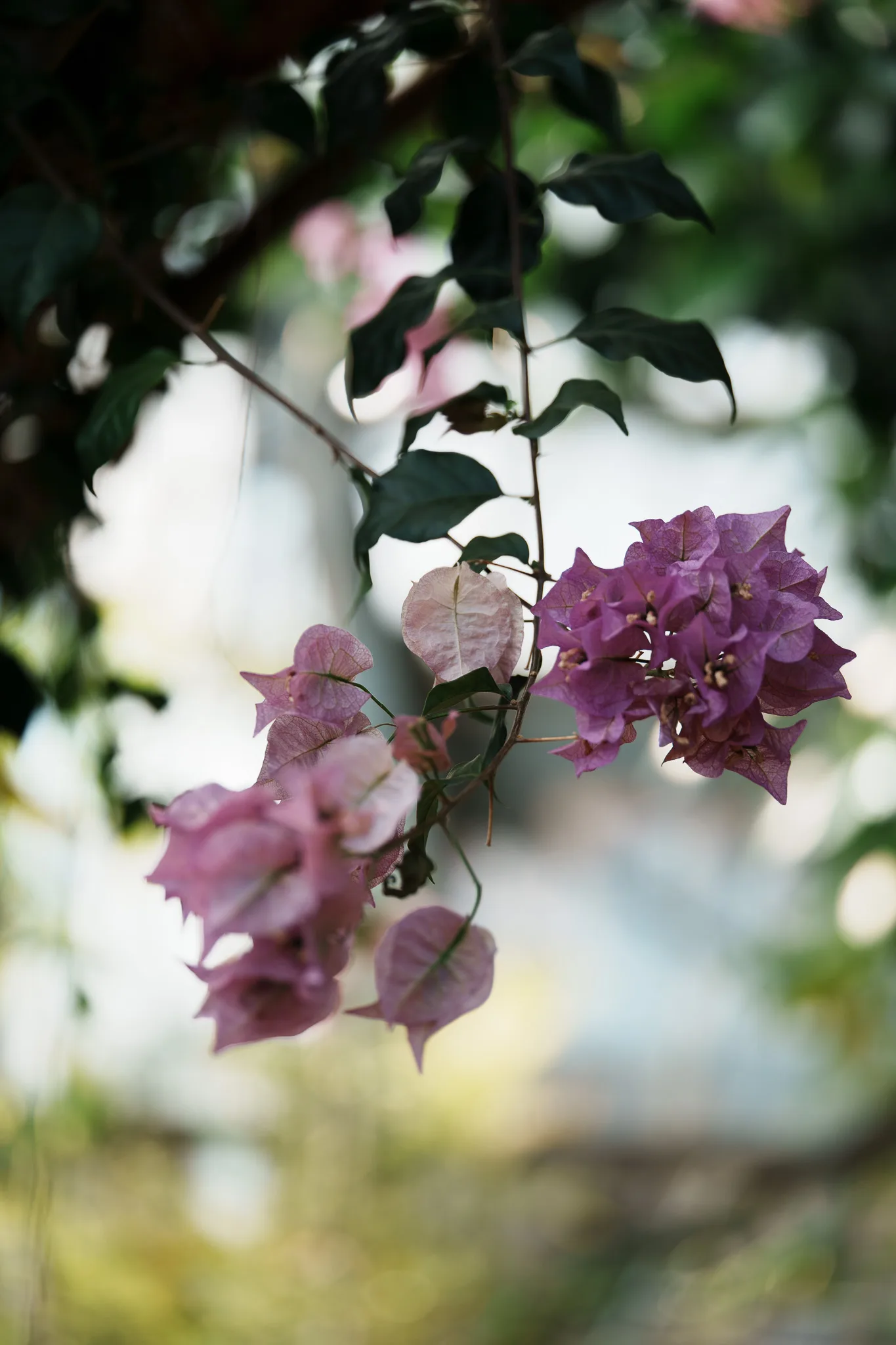 東京都薬用植物園-10.jpg