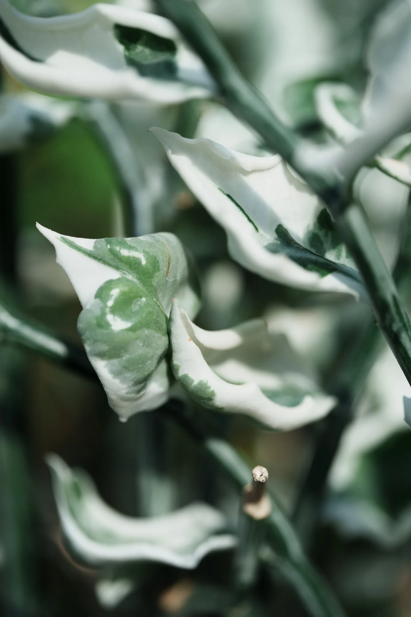 東京都薬用植物園-11.jpg