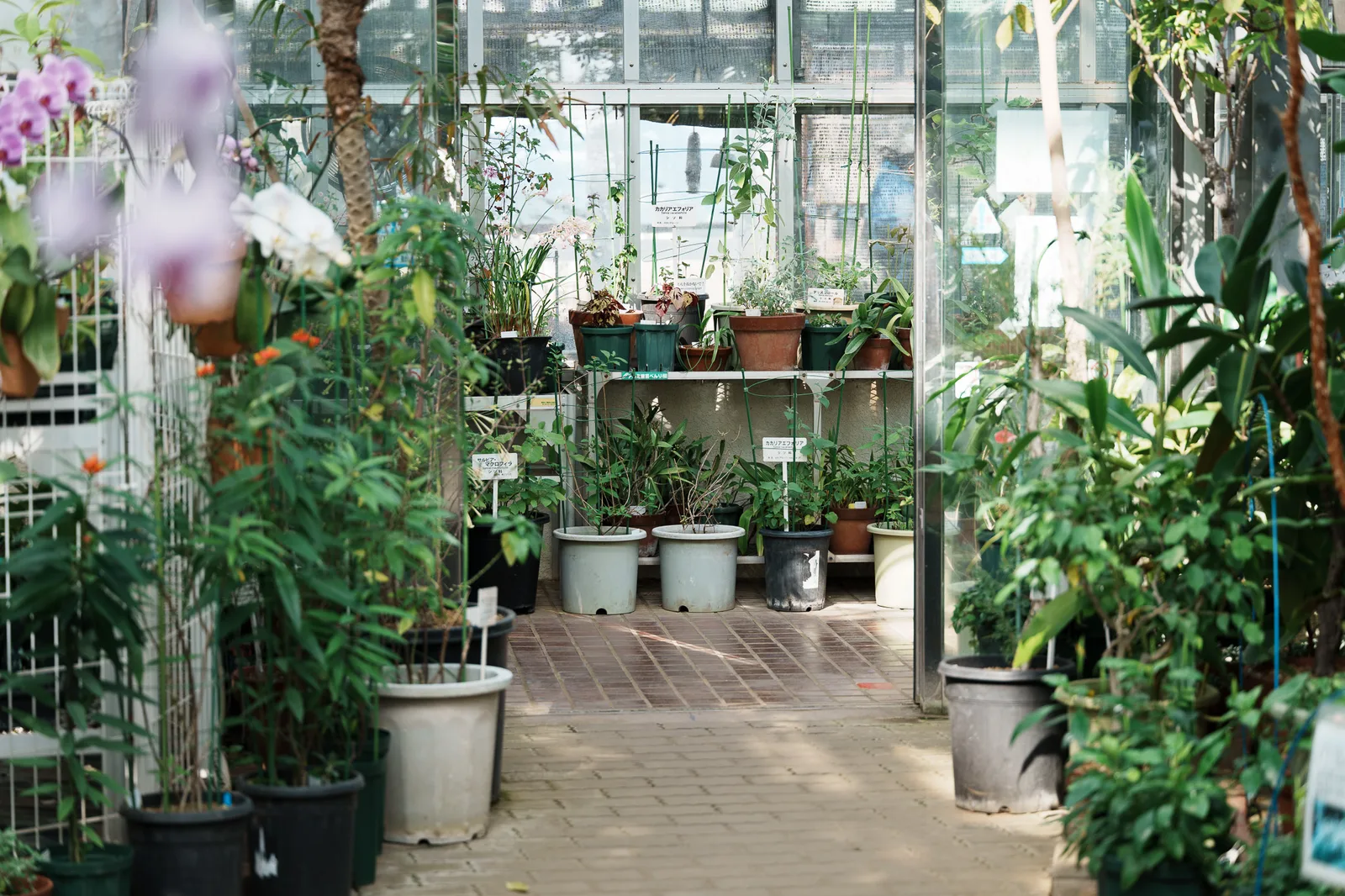 東京都薬用植物園-05.jpg