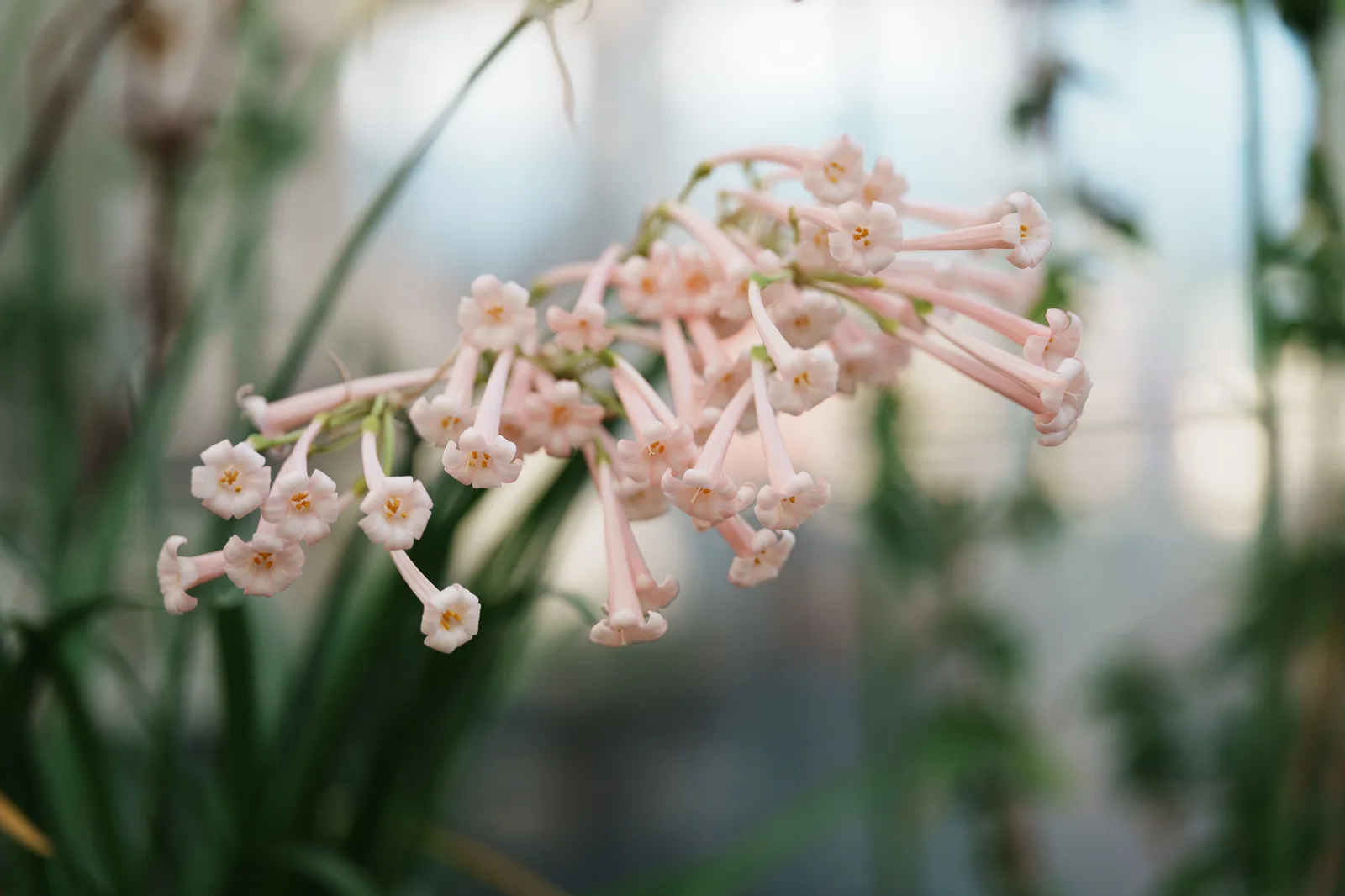 東京都薬用植物園-12.jpg