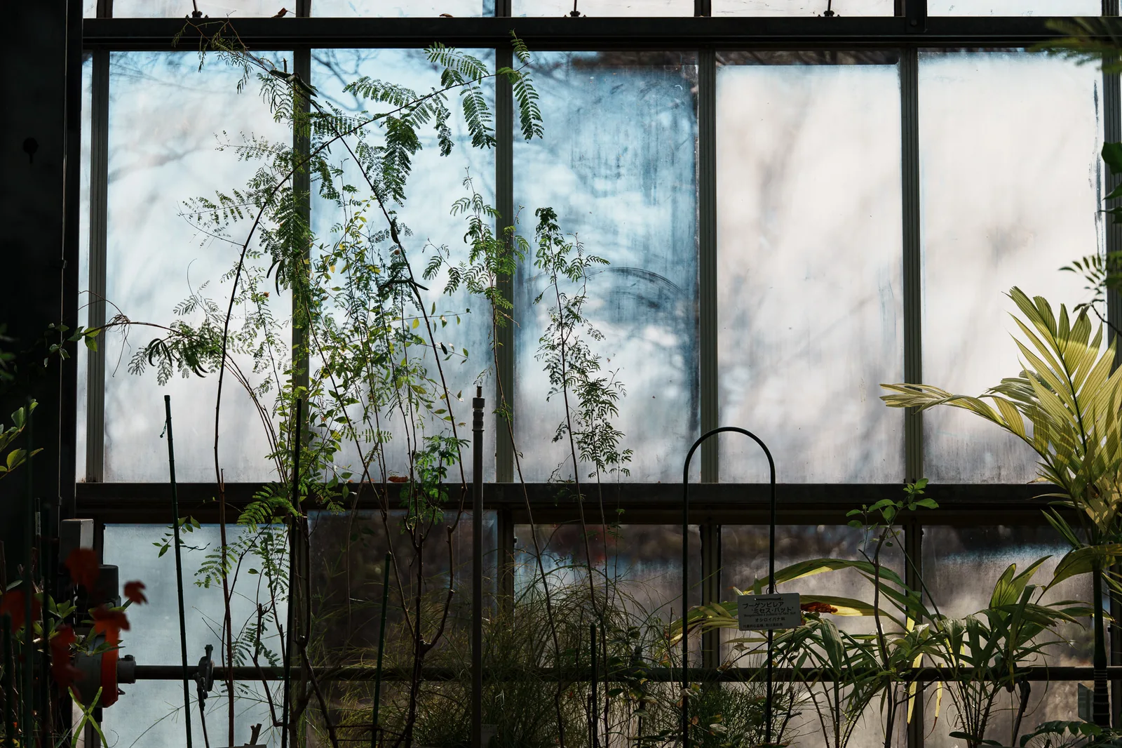 東京都薬用植物園-16.jpg