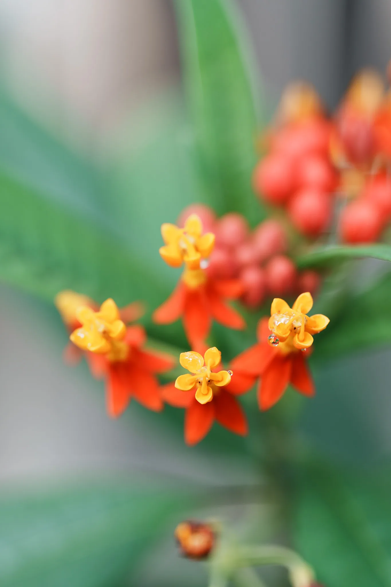 東京都薬用植物園-09.jpg