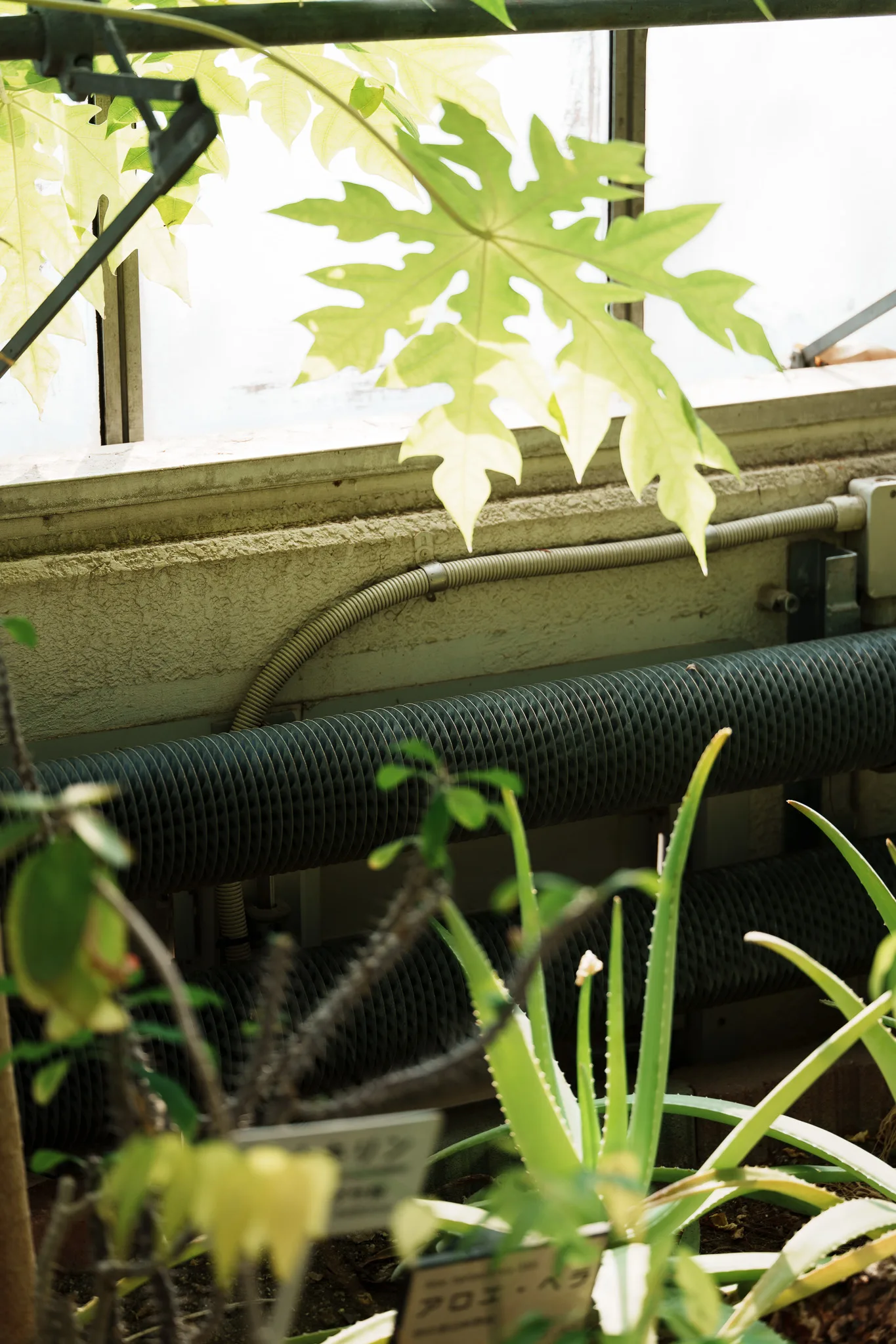 東京都薬用植物園-13.jpg