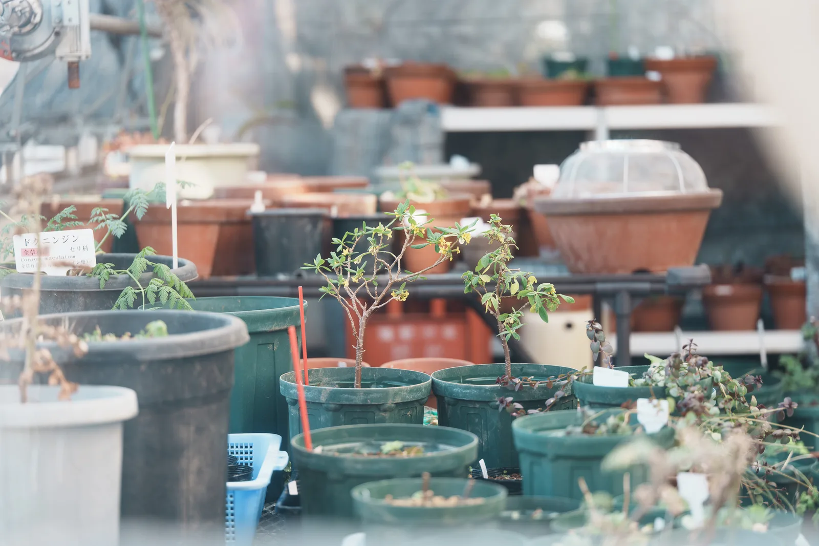 東京都薬用植物園-17.jpg